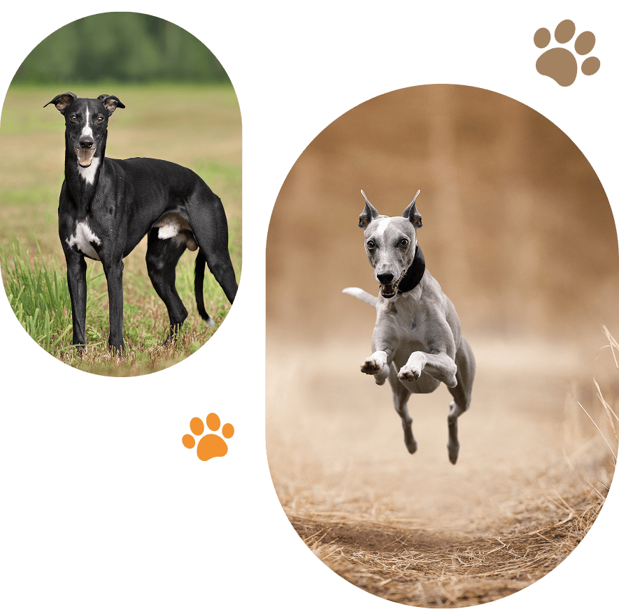 Energetic dogs running and standing