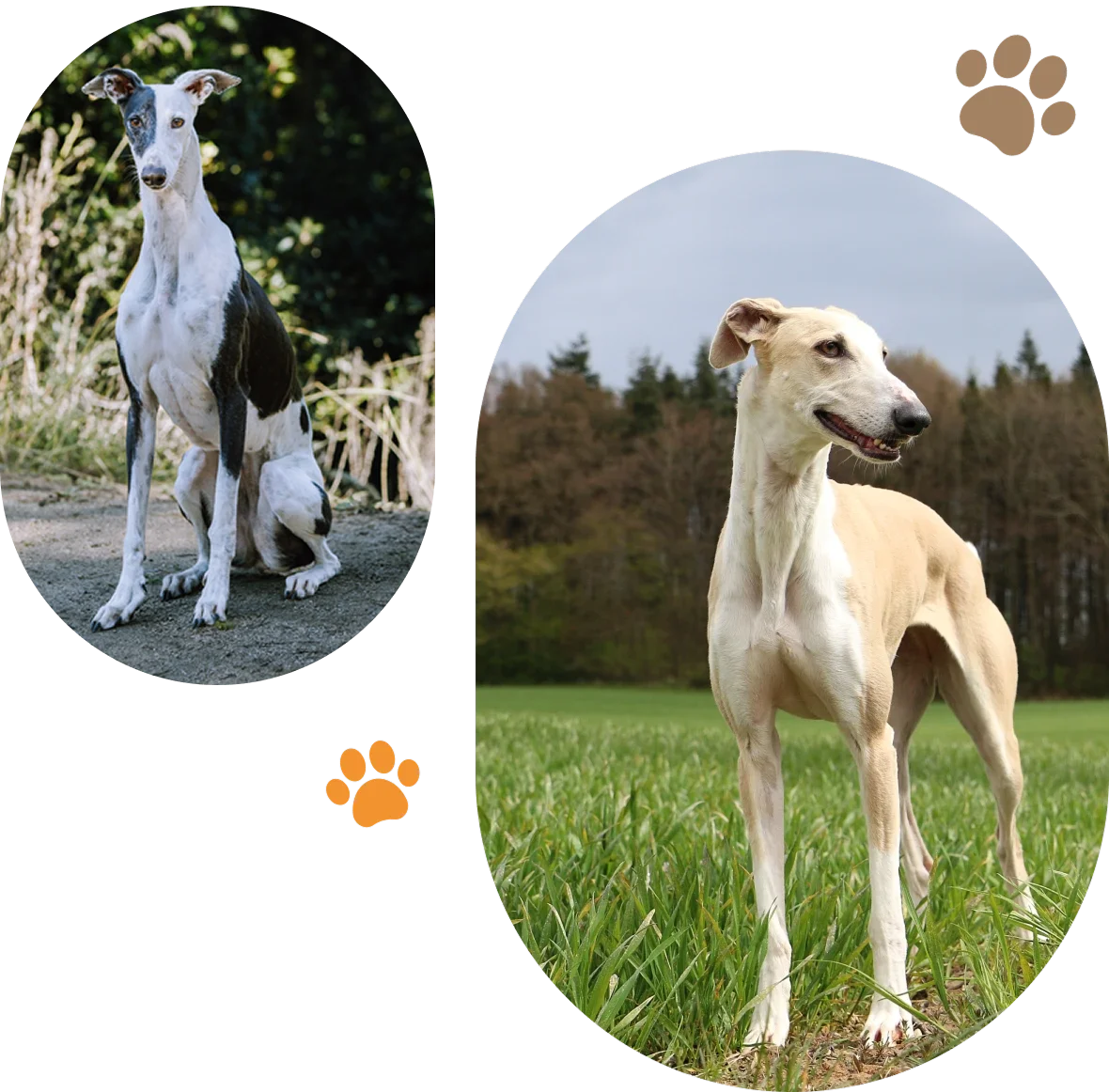 Two slender dogs standing outdoors, one on a sidewalk and the other on grass.