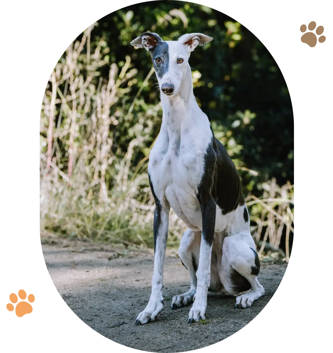 Greyhound sitting on a sunny path