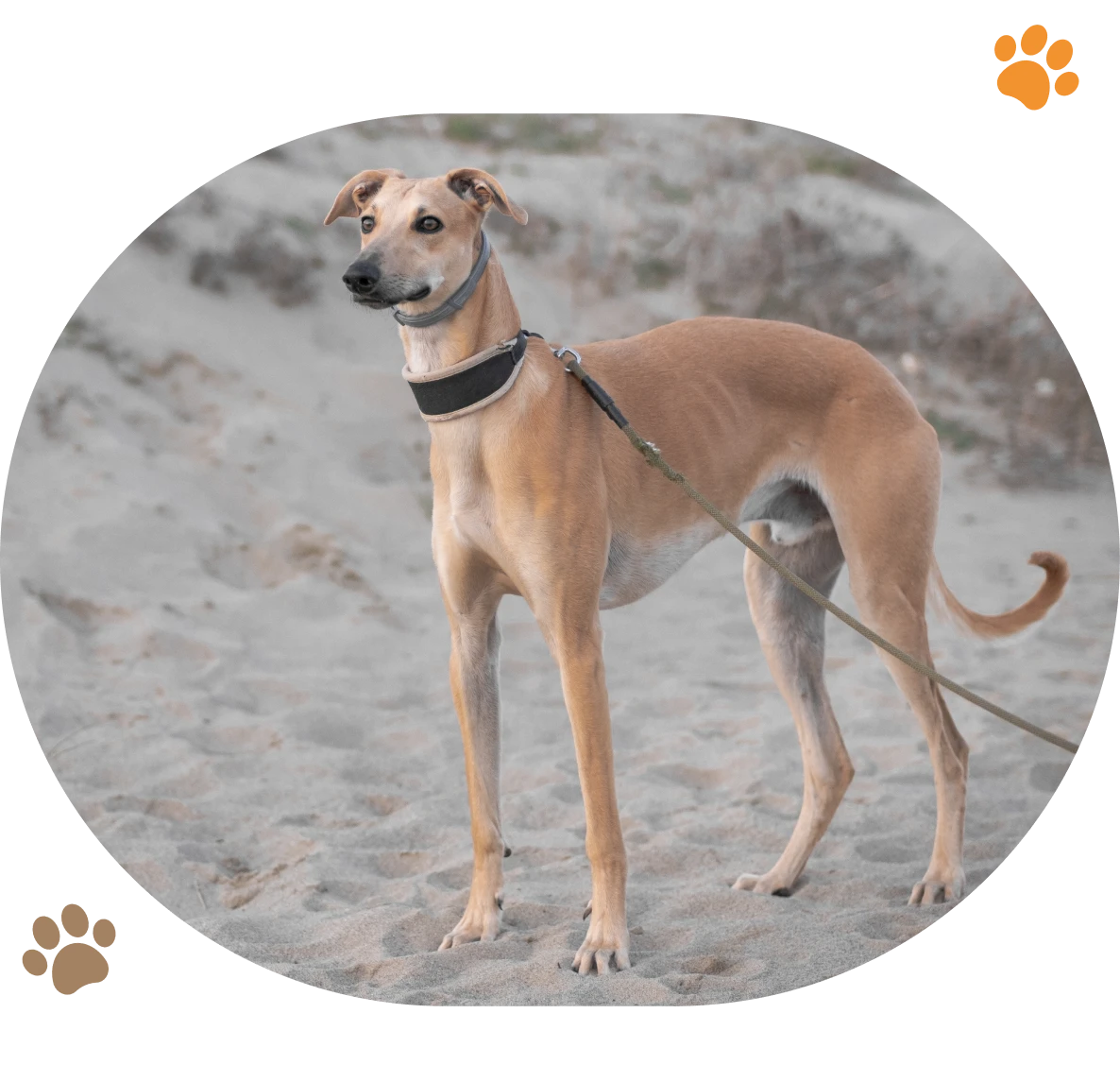 Elegant dog with pointed ears on sand