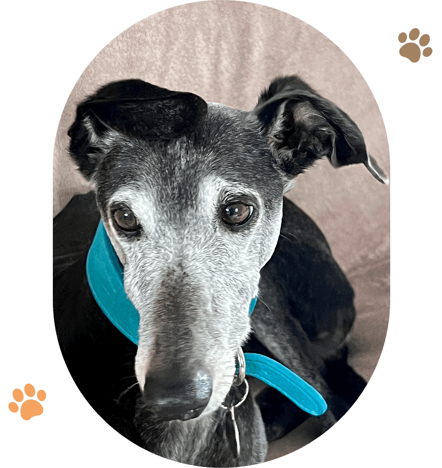 Greyhound with blue collar