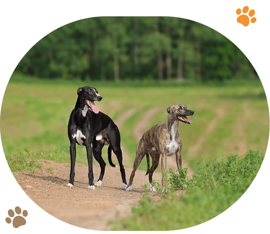 Black and brindle dogs outdoors