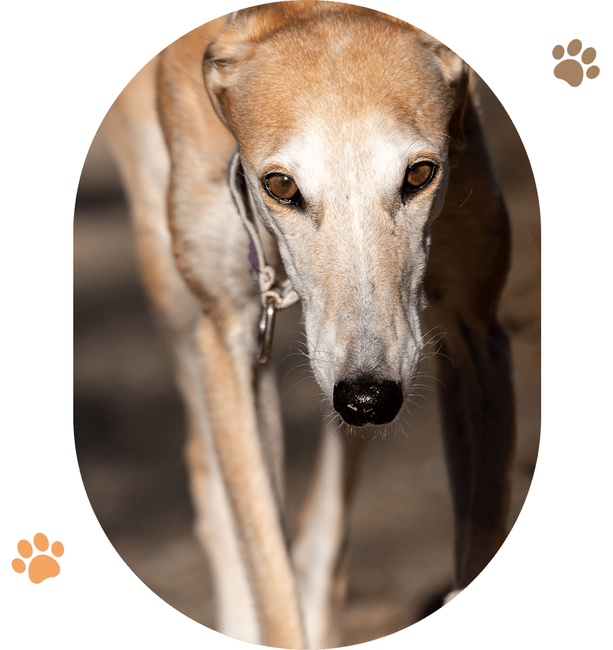 Greyhound dog walking outdoors