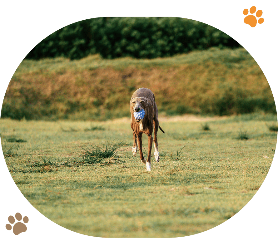 Brown dog playing fetch outdoors