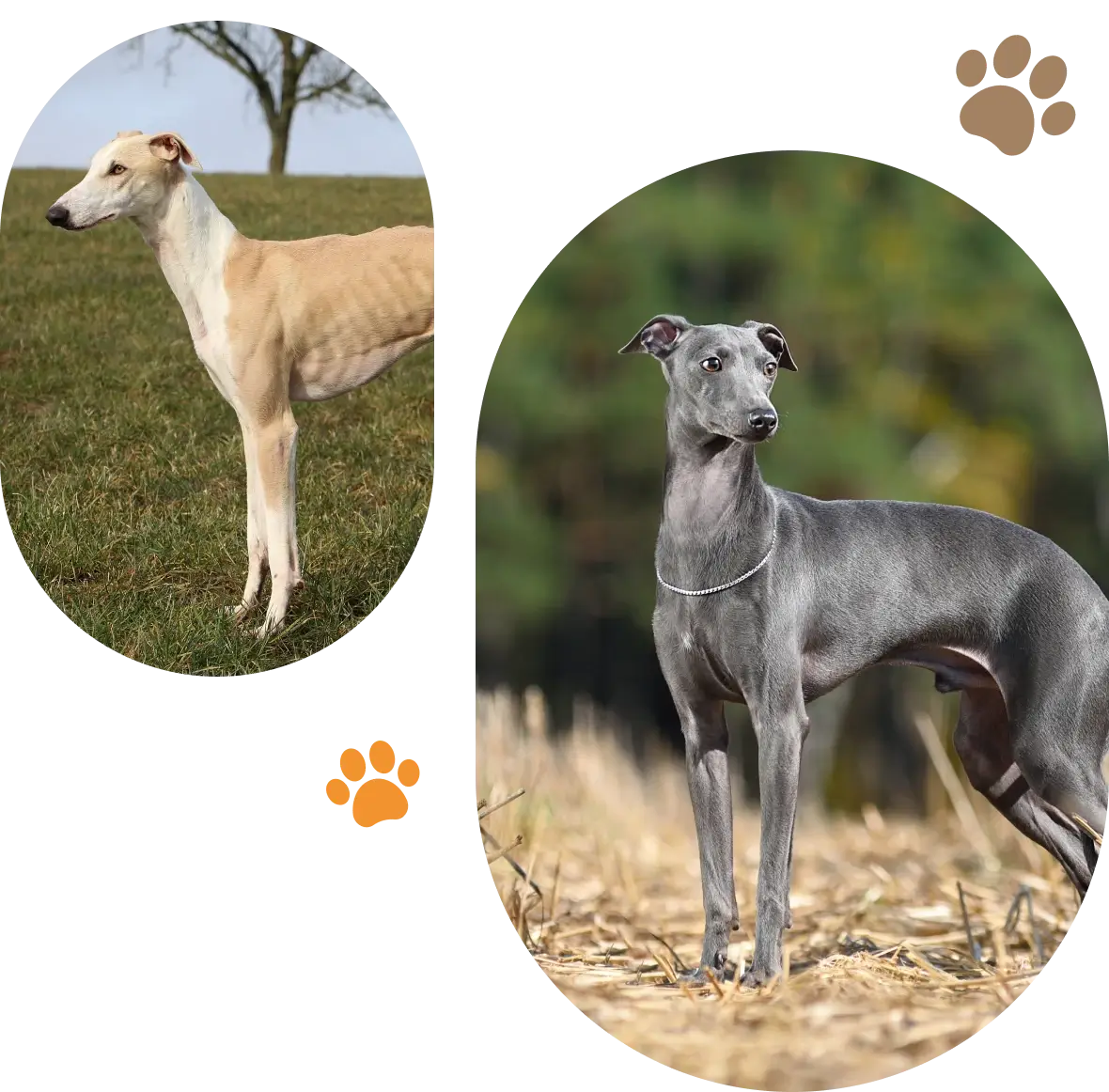 Greyhounds standing in nature setting
