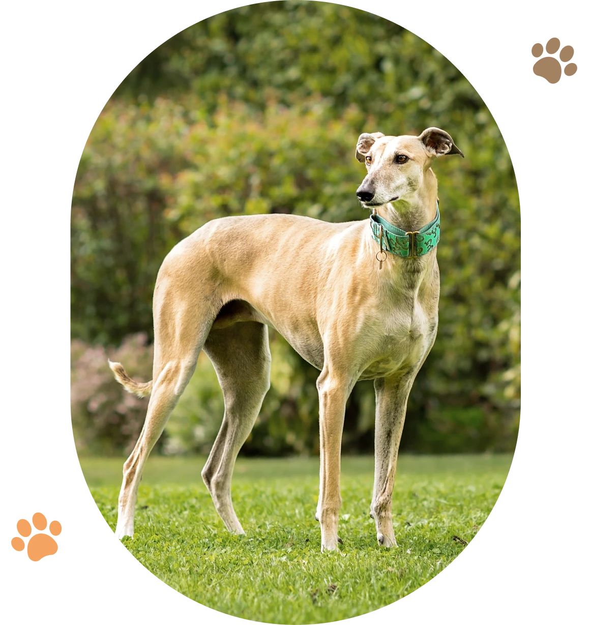 Greyhound standing on grass