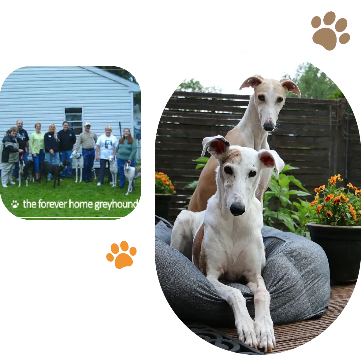 Two greyhounds sitting on a cushion
