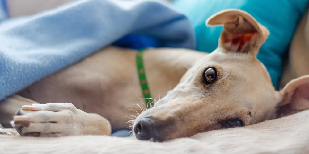 Dog resting under a blue blanket