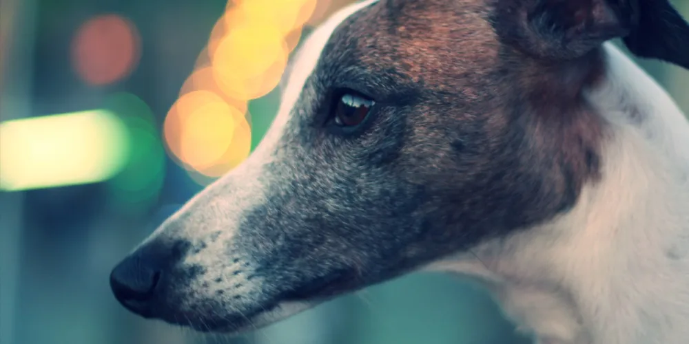 Greyhound with blurred lights background