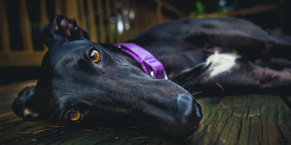 Greyhound with purple collar resting