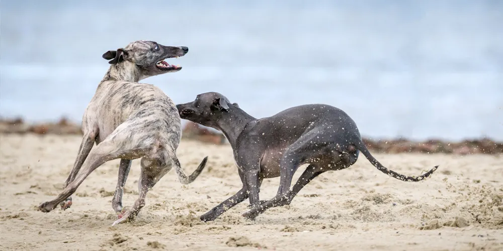 Two dogs running on sandy shore